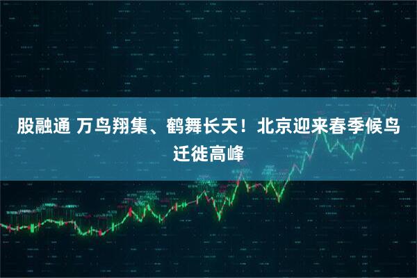股融通 万鸟翔集、鹤舞长天！北京迎来春季候鸟迁徙高峰